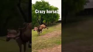 Crazy Horse!!