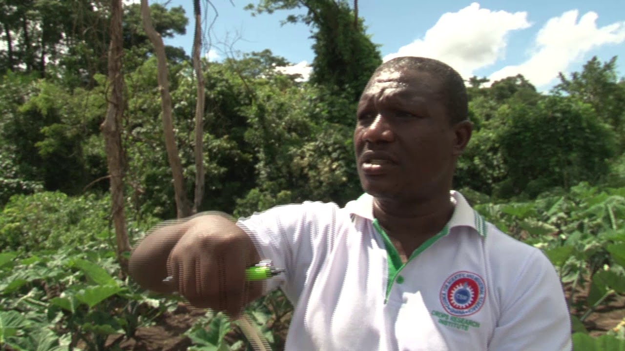 CSIR-Crop Research Institute crossbreeds Cocoyam and Talo