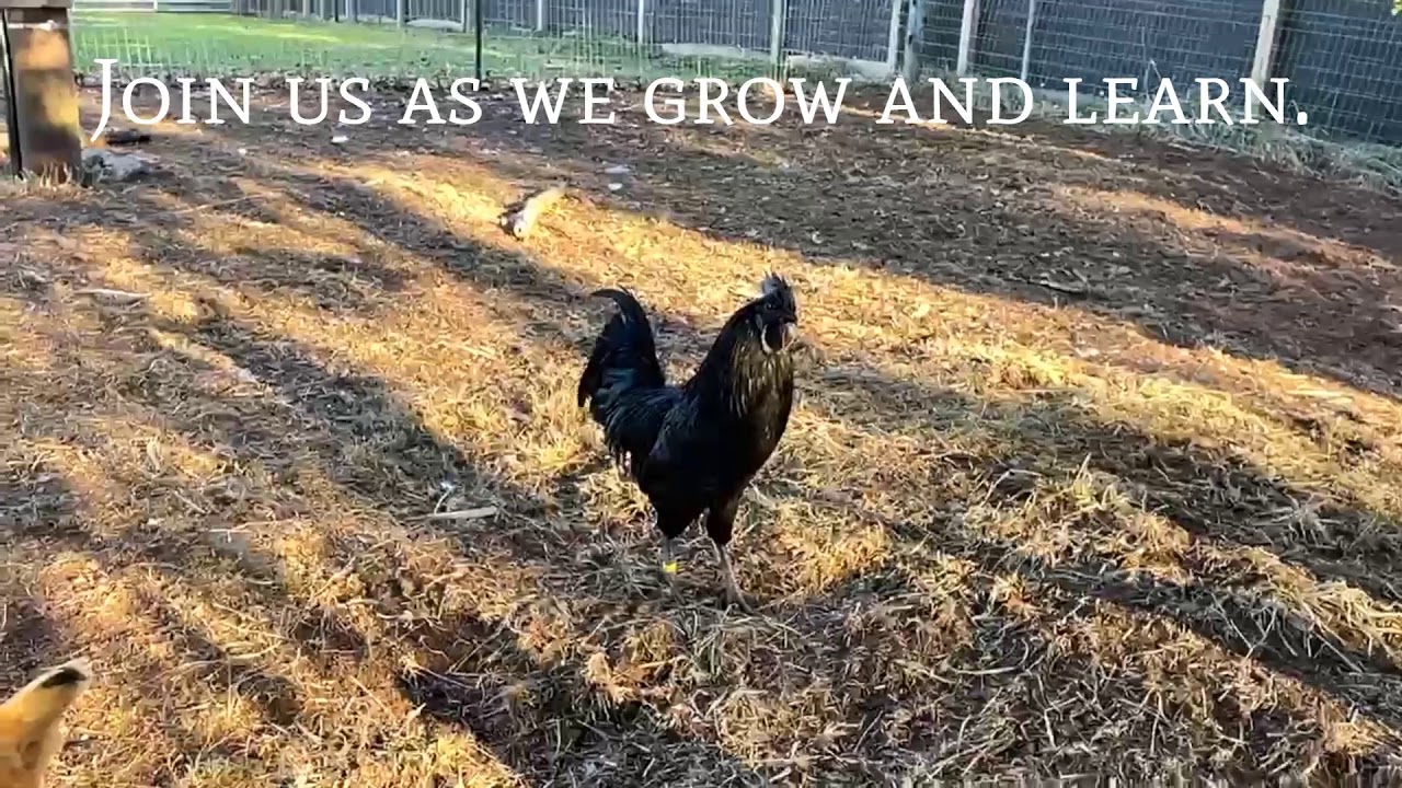 rockin rooster msnbc