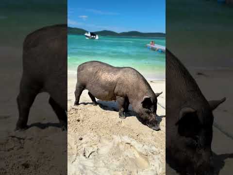 Grab My Surat Thani Compete Guide Pinned Map In Description 