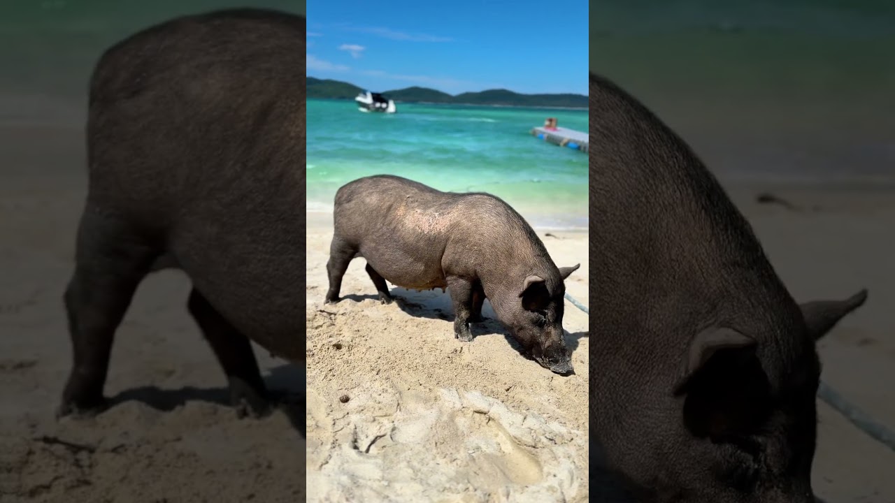 Grab my Surat Thani Compete Guide & Pinned Map 🗺️ in description