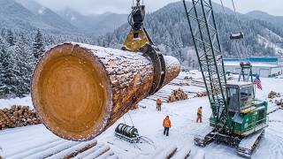 Inside the World's Largest Sawmills | How Millions of Trees Become Premium Lumber