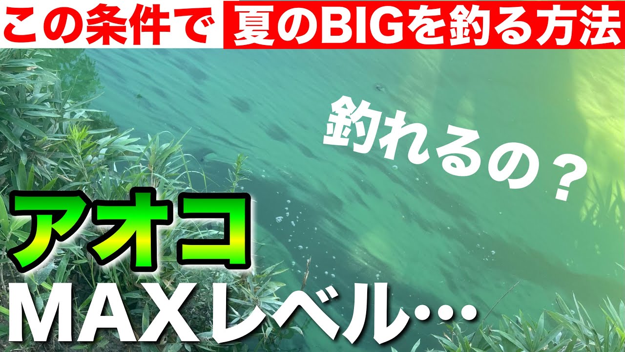 釣ってないはずが maxresdefault.jpg