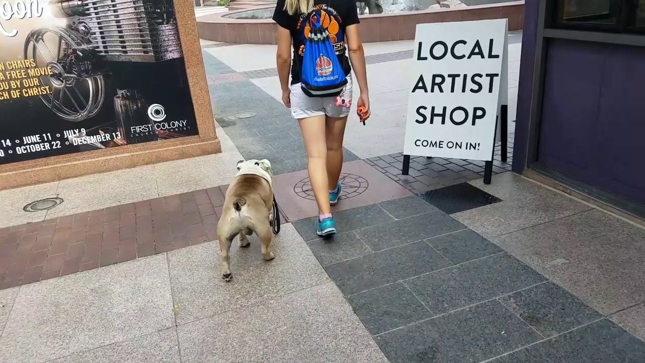 Off Leash K9 Training Houston Yoshi 9mo English Bulldog Before and