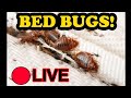 The Bed Bug Show LIVE - Your Questions Answered