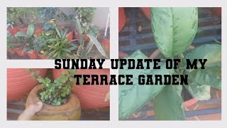 Sunday Update Of My Gardenपर सपतह क कम 1 वडय मMust Watchmy Garden Overview