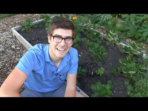 वीडियो: स्पिलैंथेस पौधों के बारे में जानें - स्पिलैंथेस रोपण और देखभाल के लिए टिप्स