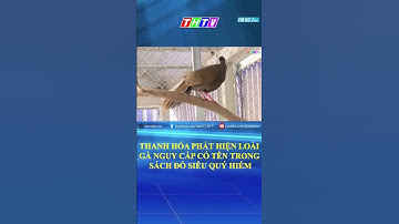 Thanh Hóa: Phát hiện loài gà nguy cấp có tên trong Sách đỏ siêu quý hiếm #shorts