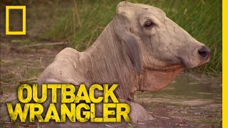 Helicopter Cattle Ranching | Outback Wrangler