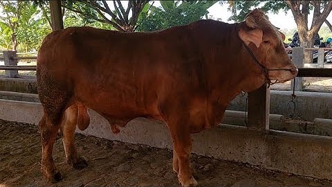 PASAR SAPI WAGE PATI FULL HARGA SAPI JUMBOAN HARI INI 9 OKTOBER 2025