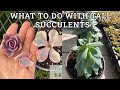 What to do with tall succulents