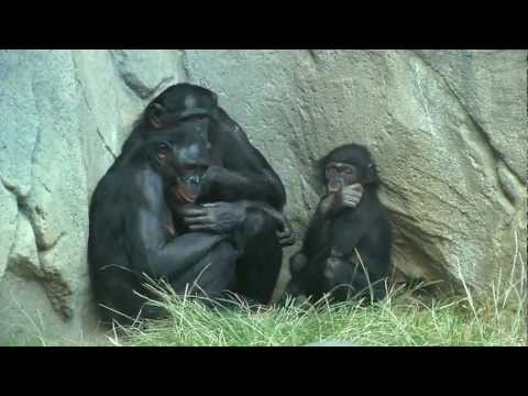 Putar The Way - Bonobo