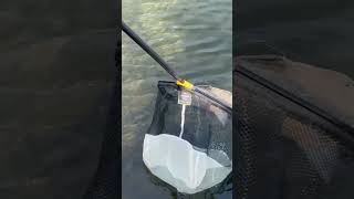 In Holland geht das C+R 😎🎣 #angeln #fishing #feedern #holland #brassen #urlaub #vakantie