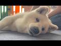 大好きな柴犬がいつまでも元気でいられるように、新しい試みを始めました。【スペシャルゲスト】