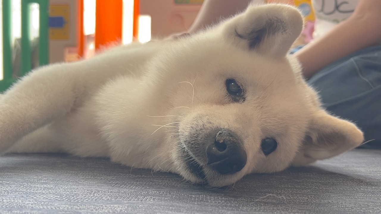 大好きな柴犬がいつまでも元気でいられるように、新しい試みを始めまし