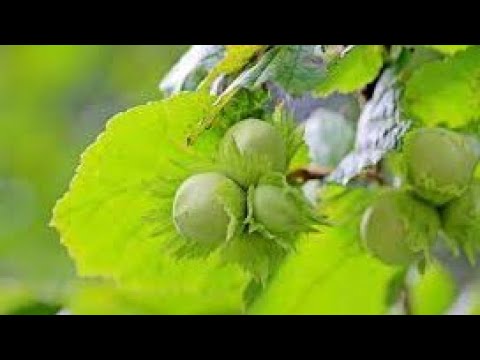 أفضل الأوقات لزراعة شجرة البندق دليل عملي 