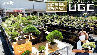 【UGC】豆盆裁の大野さんに常設展20％セールを案内してもらいました【盆栽Q】