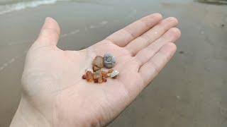 looking for amber on the Baltic coast