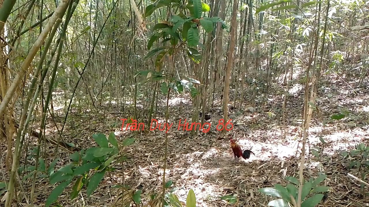 Bẫy gà đồi ngày 24/2/2026 kèo hầm và cái kết đẹp.