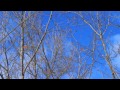 【高音質】優しい気持ちになれるヒーリングミュージックでストレス解消【勉強効率を上げる】