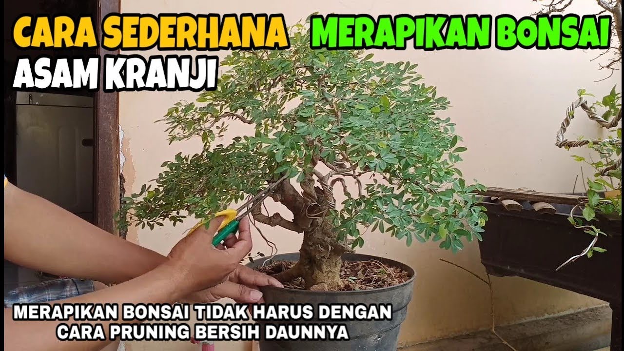 Cara Sederhana Merapikan Bonsai Asam Kranji Youtube