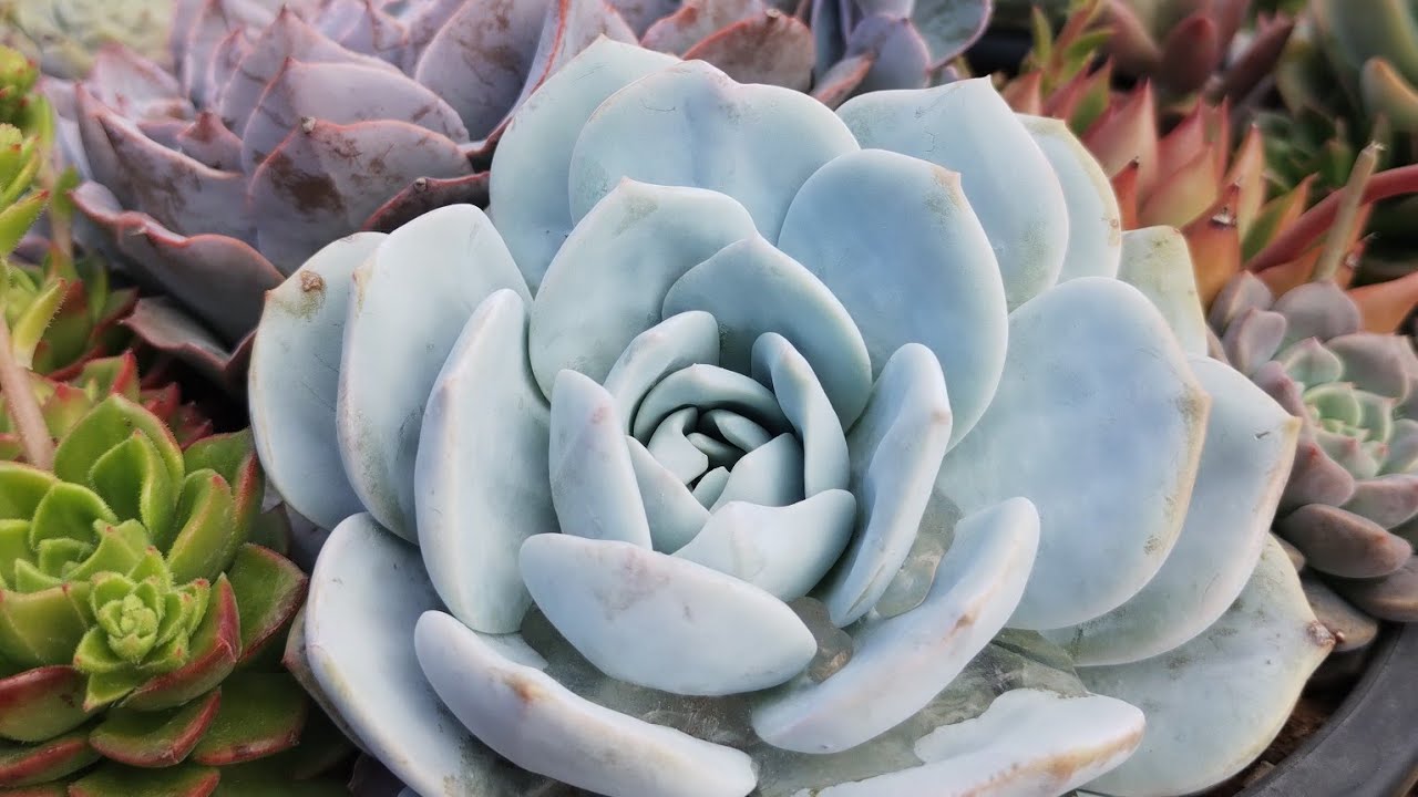 *UM TOUR PELA MINHA ESTUFA DE SUCULENTAS* ASSISTA ATÉ O FINAL!!!