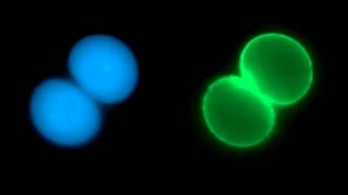 Baby sea urchin's first cell division