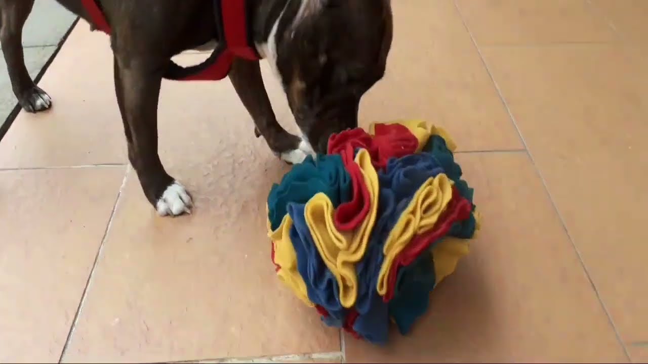 DIY Snuffle Ball for Dogs