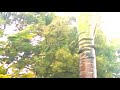 Bend Don&#39;t Break: Iguana Hangs Onto Tree During Hurricane Irma Winds