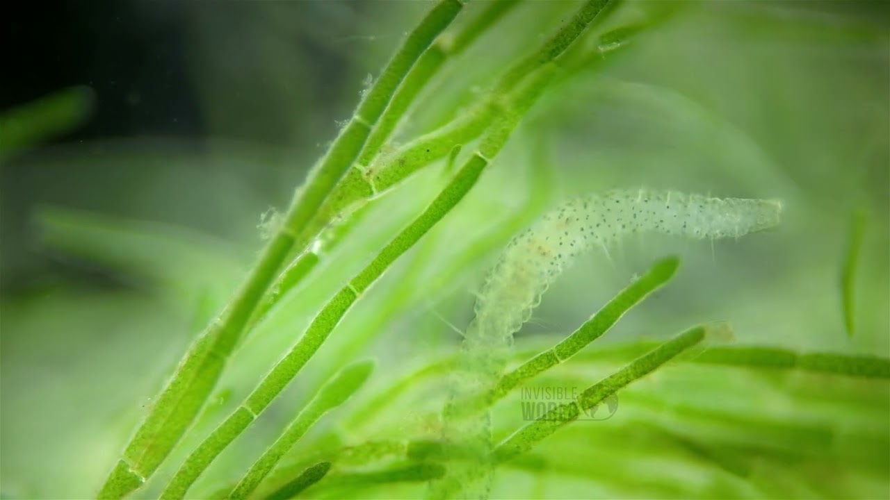 Червь Aeolosoma sp. под микроскопом, семейство Aeolosomatidae.