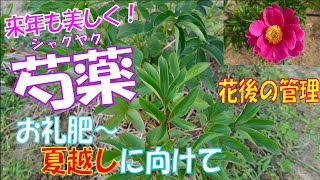 芍薬の栽培 お礼肥 夏越しに向けて 花後の管理 Youtube