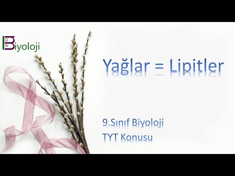 9.sınıf biyoloji yağlar ders notları pdf