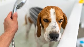 How Frequently Should You Give Your Beagle a Bath? Tips for Bathing and Showering Your Beagle