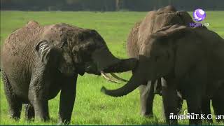 สารคดี ช้างแอฟริกา