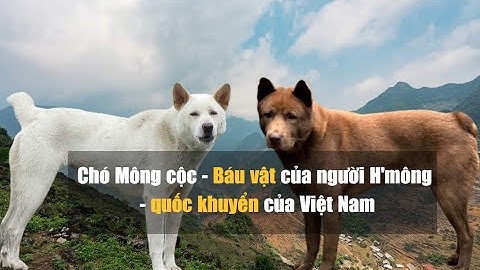 Chó Mông cộc - Báu vật của người H