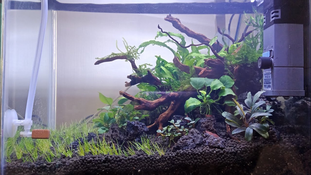 14+ Iwagumi Aquascape Nano Tank Background