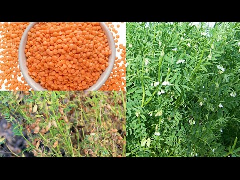 Grow Lentil at home | Amazing way | We can grow mashur |