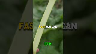 Download Lagu Anda Dapat Mendengar Suara Tanaman Ini Tumbuh MP3 Download Lagu Anda Dapat Mendengar Suara Tanaman Ini Tumbuh MP3