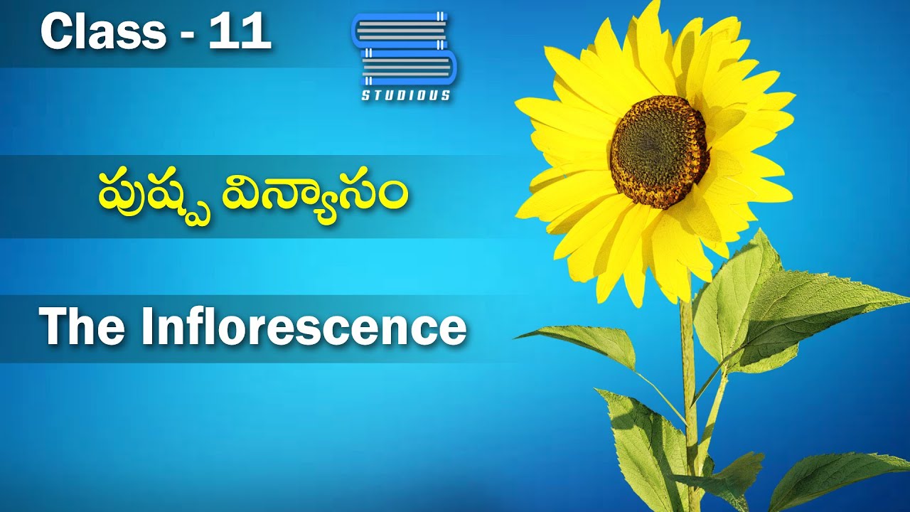 inflorescence-of-flower-morphology-of-flowering