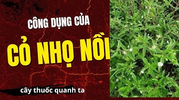 Bạn Sẽ Bất Ngờ Vì Công Dụng Tuyệt Vời Của cây Cỏ Mực - cỏ nhọ nồi