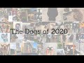 Incredibly wholesome 2020 recap looks at the year in dogs