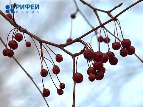 Время. Укрыть теплолюбивые многолетники