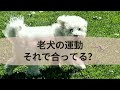 老犬に合った運動のさせ方・調子の見極め方 Age-Appropriate Exercises for Older Dogs