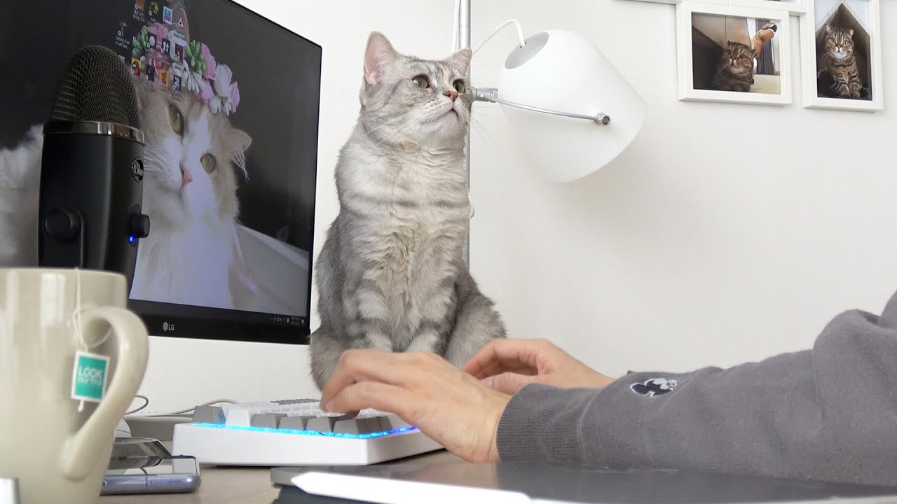 Блогер кошка. Белый кот блоггер.