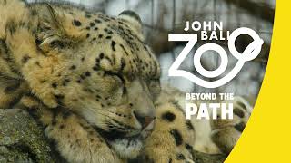 Beyond the Path | Snow Leopard by John Ball Zoo 463 views 10 months ago 55 seconds