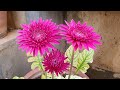 Beginners Guide to Repotting a Shop Bought Gerbera Daisy'