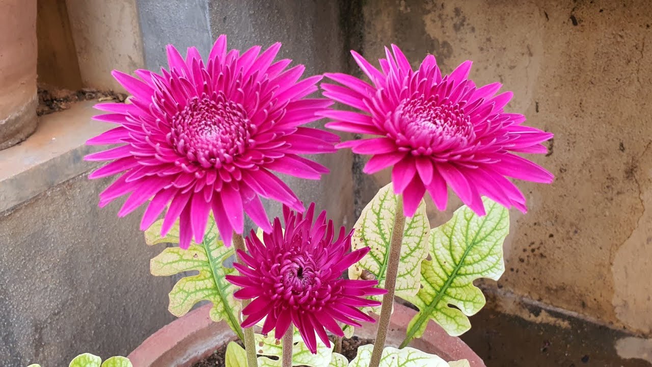 Beginners Guide to Repotting a Shop Bought Gerbera Daisy' YouTube