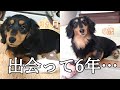 子犬の頃も可愛かった愛犬れおち【ダックスフンド】