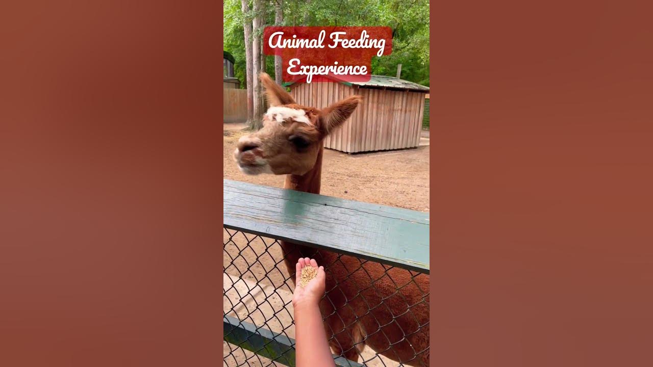 Animal Feeding Experience science habitat life YouTube