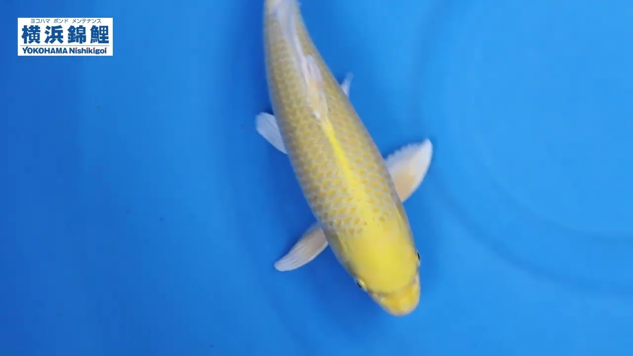 maxresdefault.jpg?sqp=-